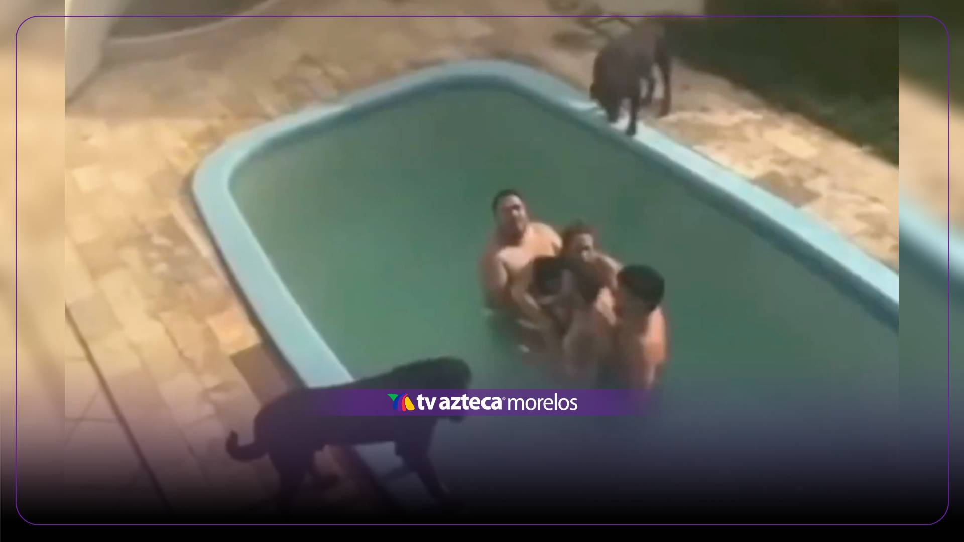 VIDEO | ¡Momentos de tensión! Perros rottweiler rodean a familia que se encontraba nadando en una alberca