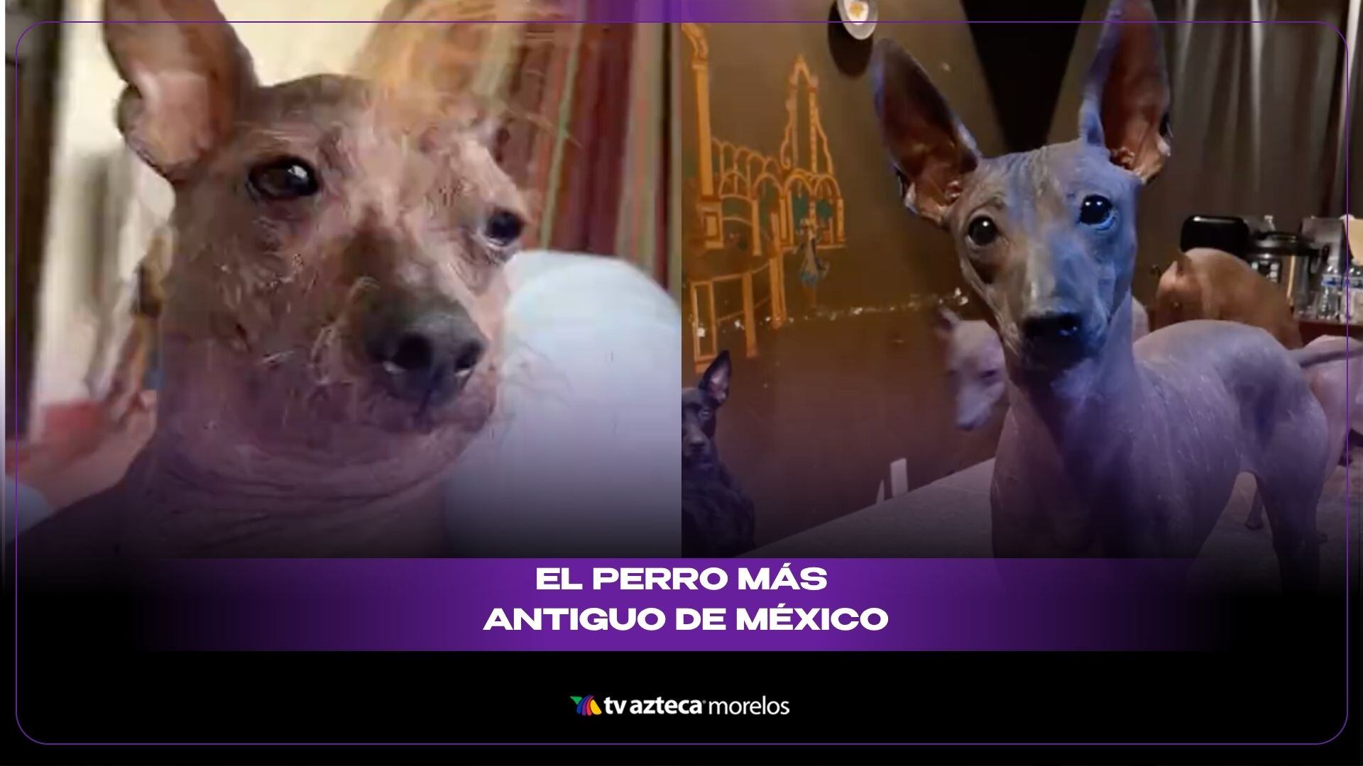 el perro mas antiguo de méxico.jpg