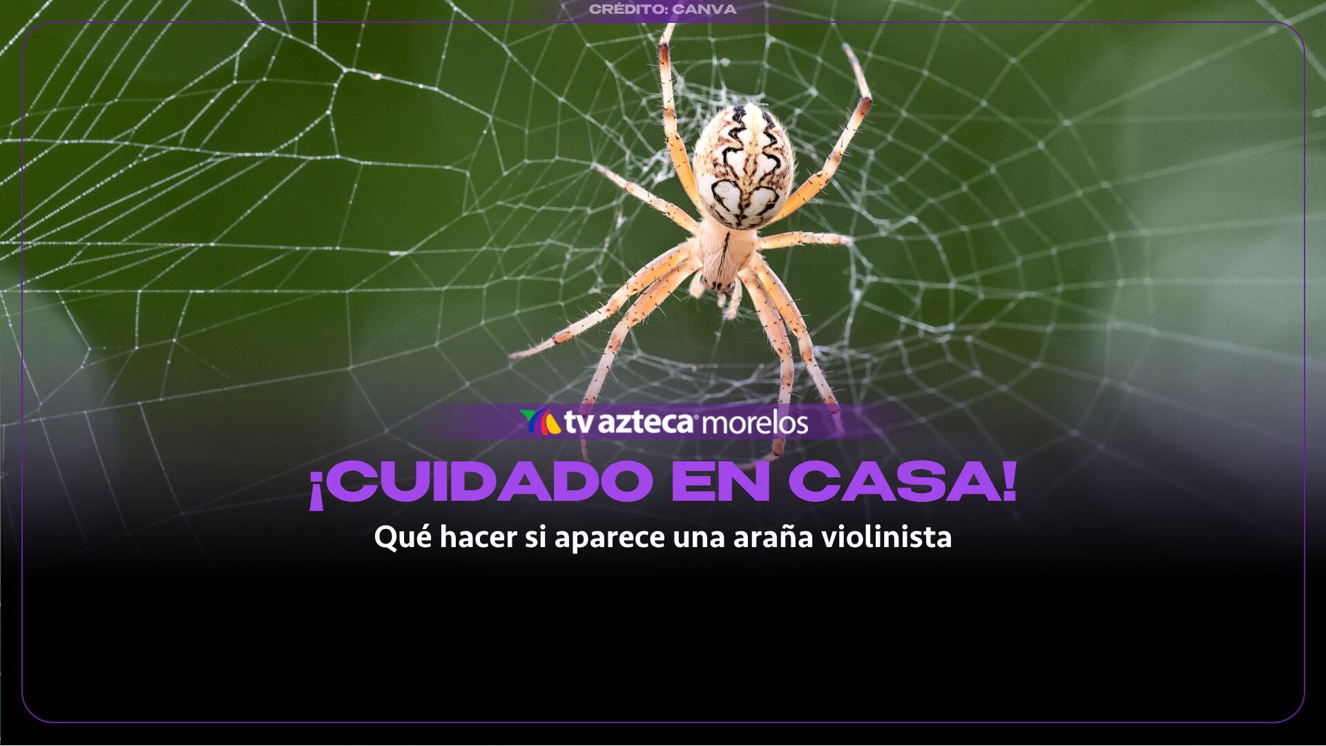 ¡Cuidado en casa! Qué hacer si aparece una araña violinista