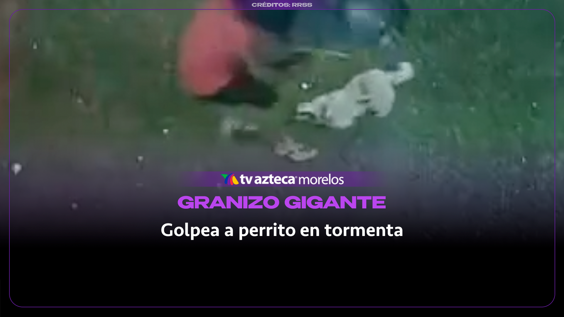 Granizo gigante golpea a perrito durante tormenta