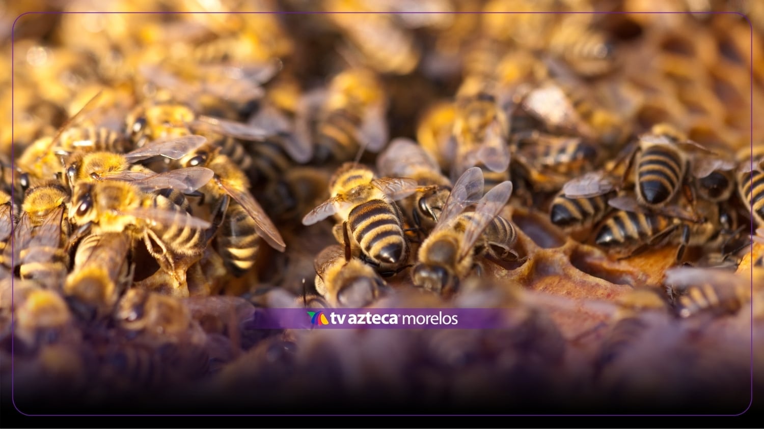En Cuernavaca: ataque de enjambre de abejas deja ocho lesionados