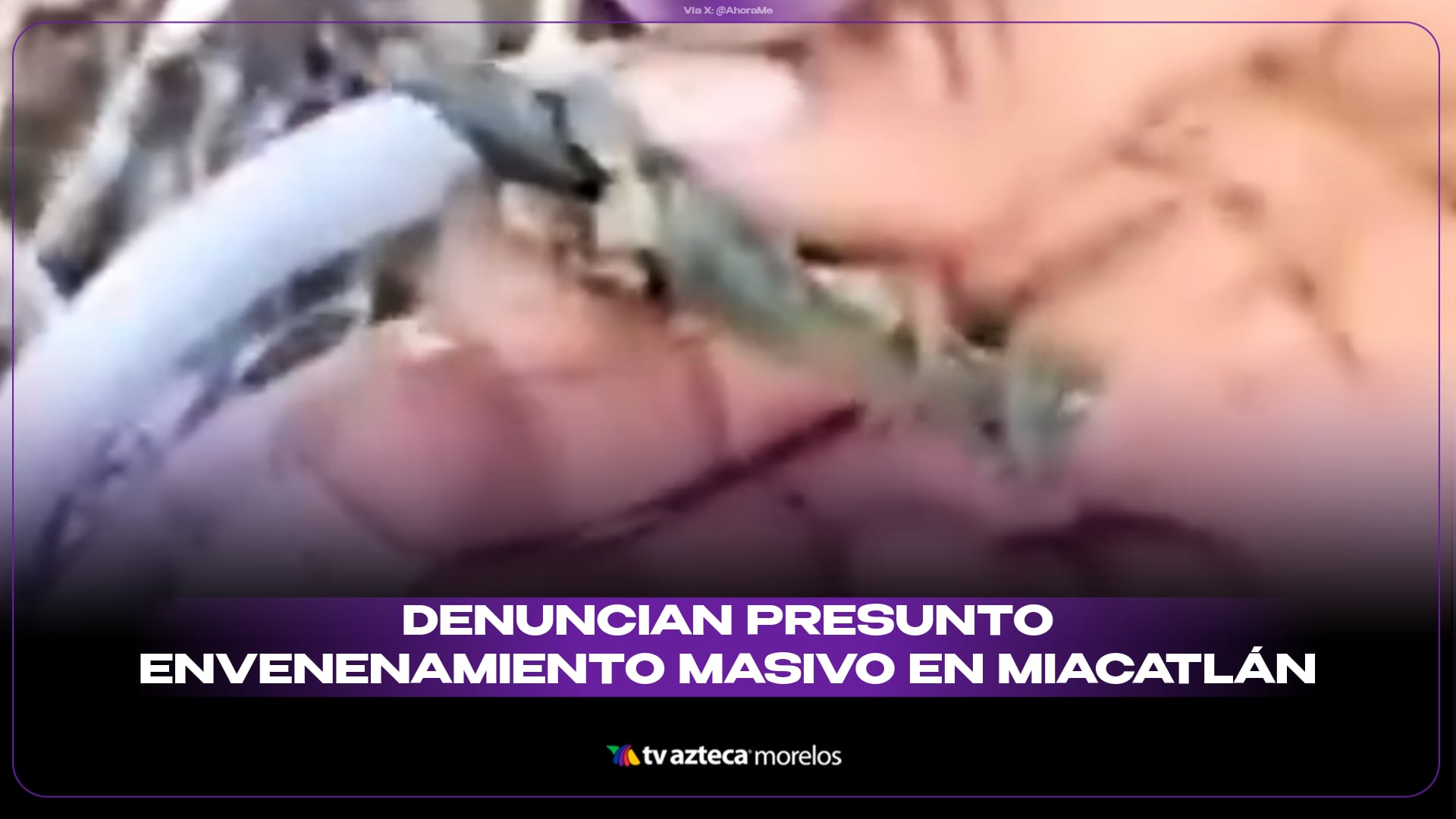 Denuncian presunto envenenamiento masivo de perros en Miacatlán