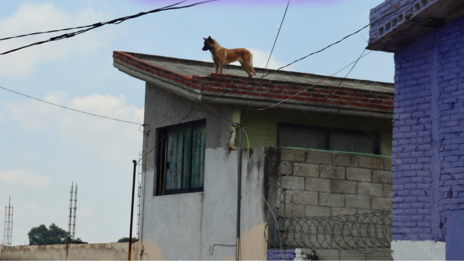 Morelos se hunde en el despojo: estado ocupa el tercer lugar nacional durante gobierno de Margarita González