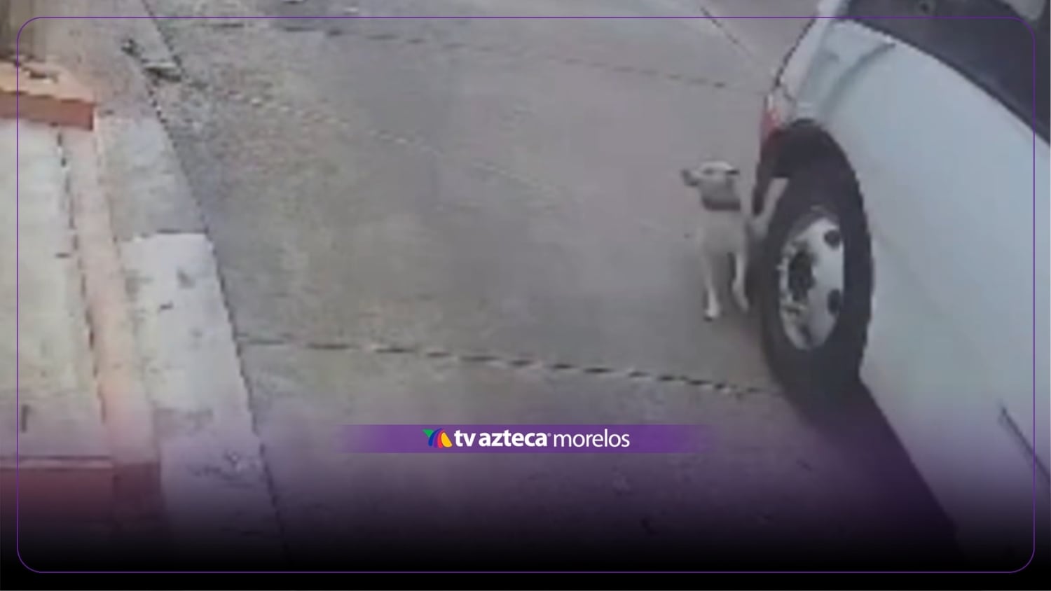 IMÁGENES SENSIBLES: Unidad de transporte público atropella a perrito y se da a la fuga