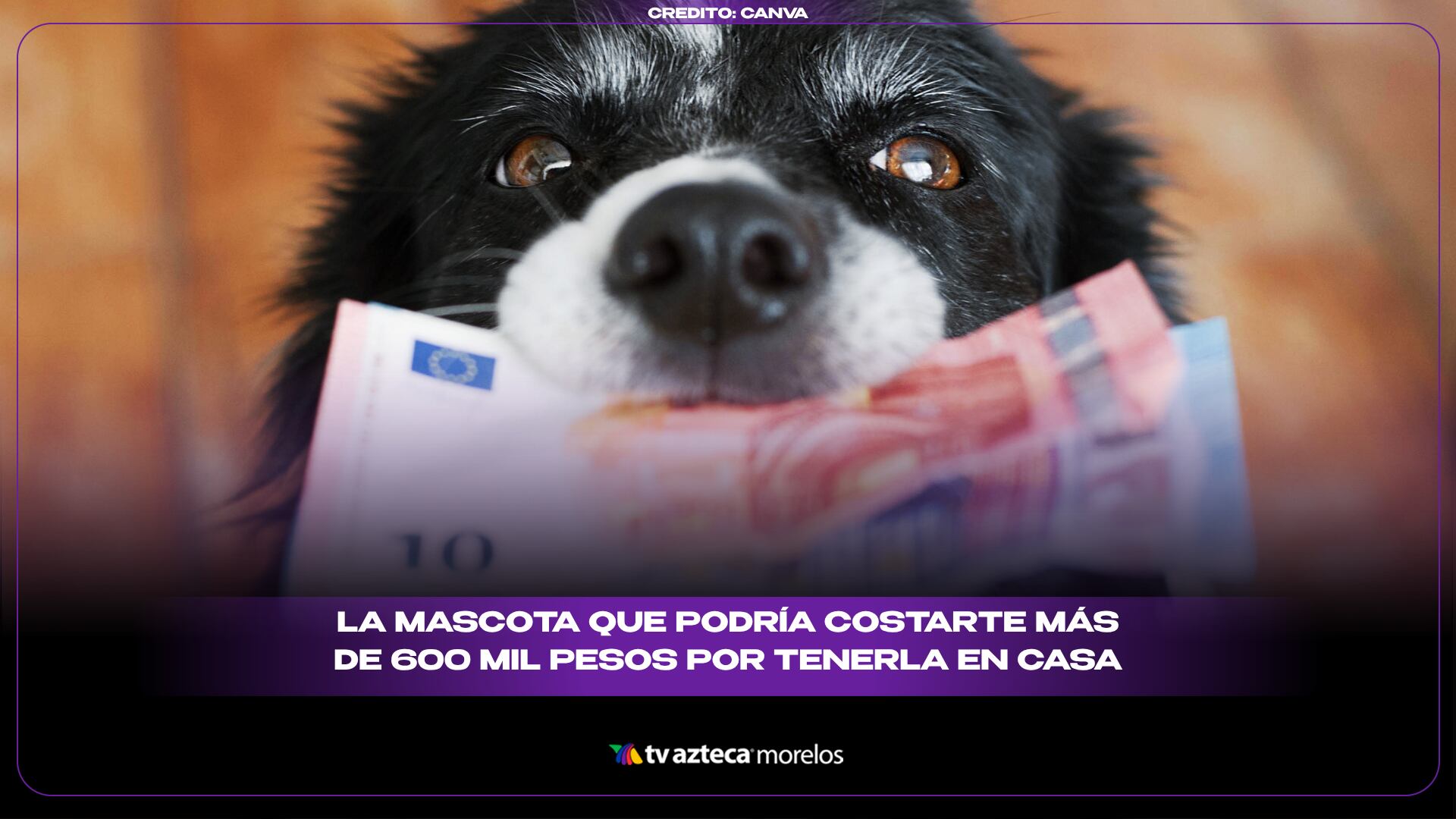 La mascota que podría costarte más de 600 mil pesos por tenerla en casa