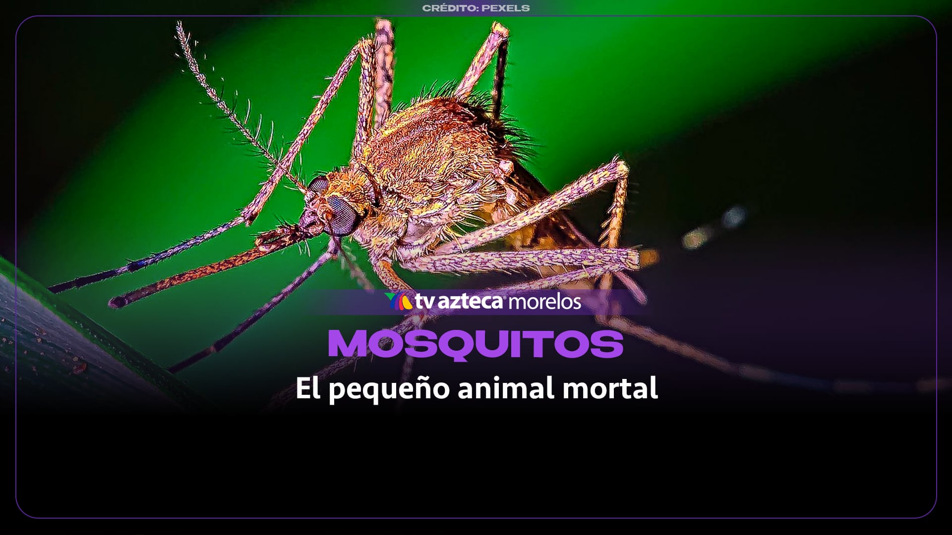El mosquito y su impacto mortal: datos que debes conocer