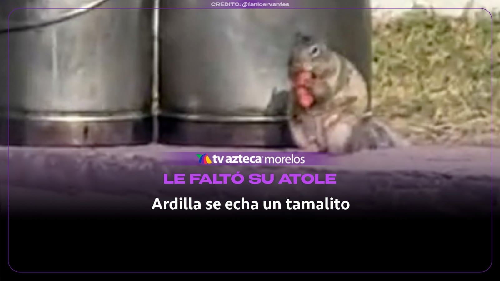 ¡Ardilla se echa un tamalito!