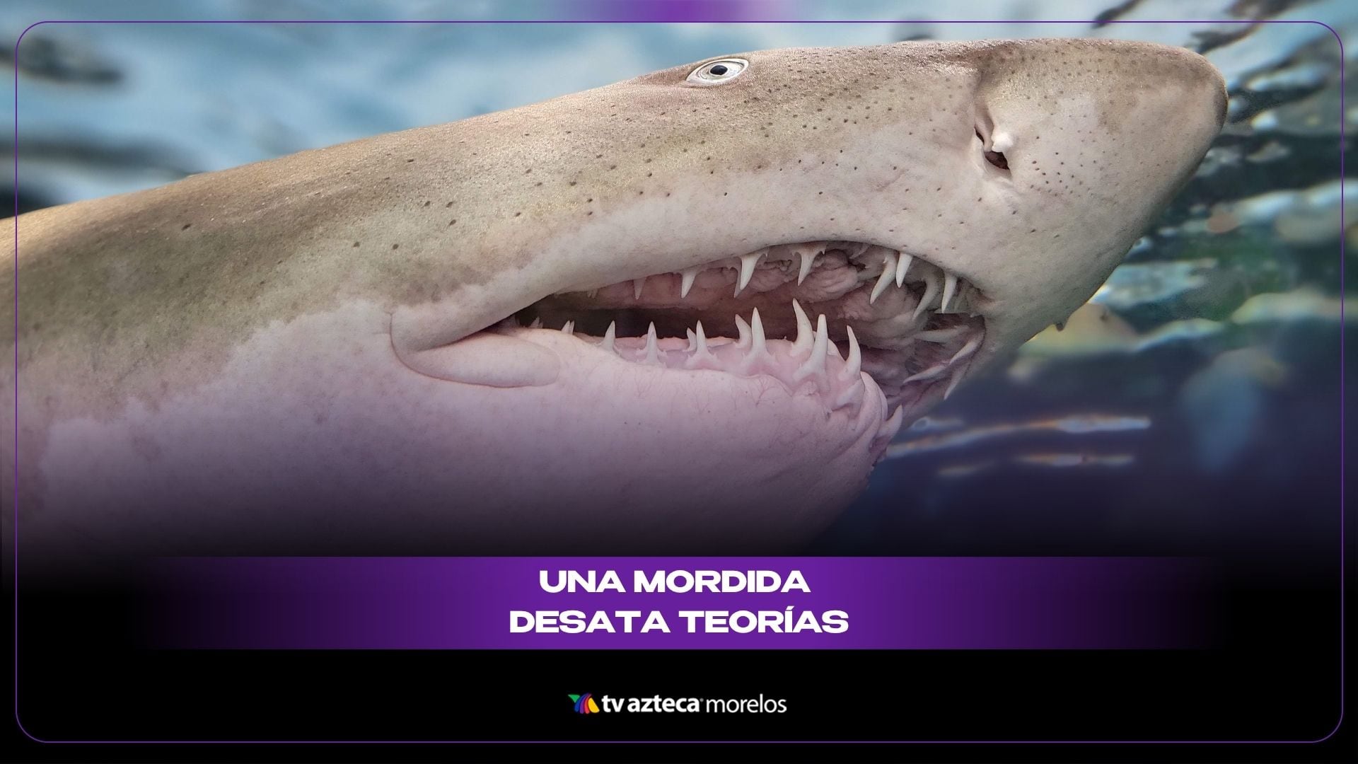 tiburón martillo en Yucatán