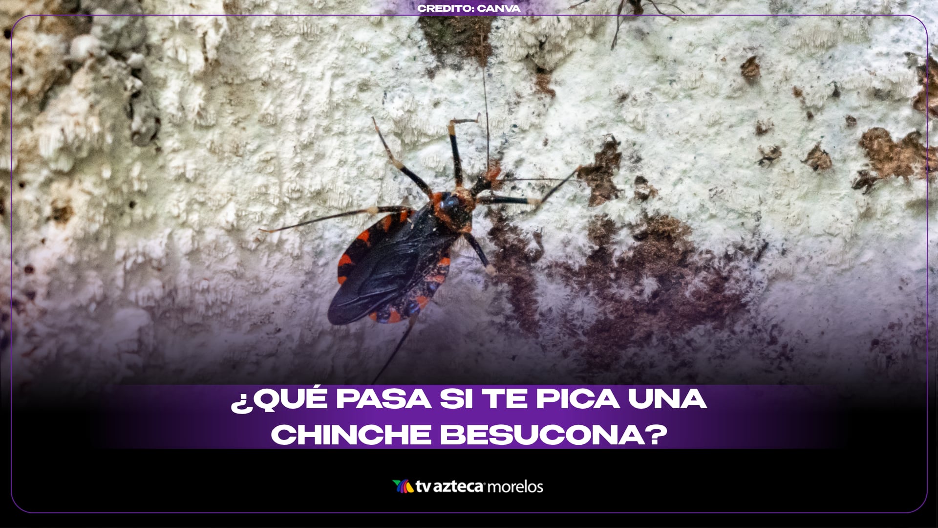 ¿Qué pasa si te pica una chinche besucona?