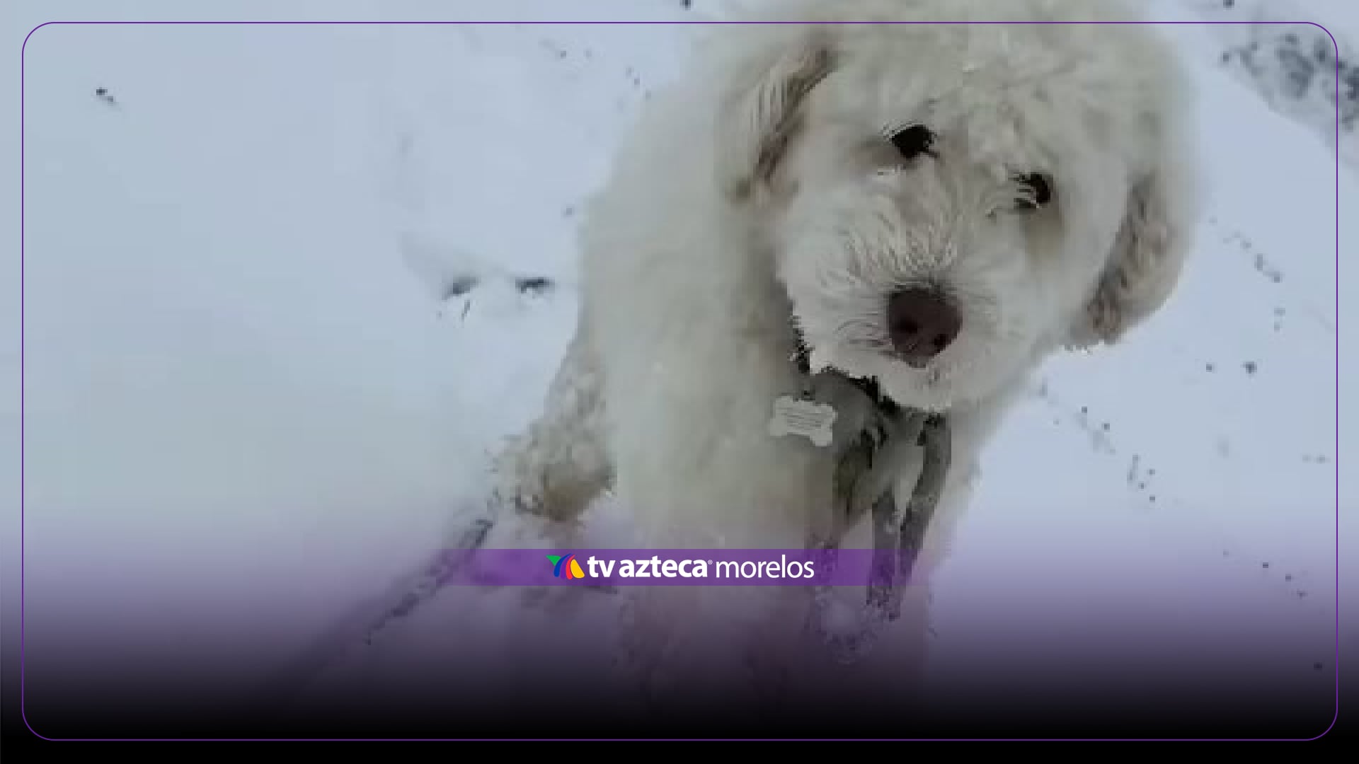 Perrita LouLou sobrevive más de dos días perdida tras una avalancha; así la rescataron