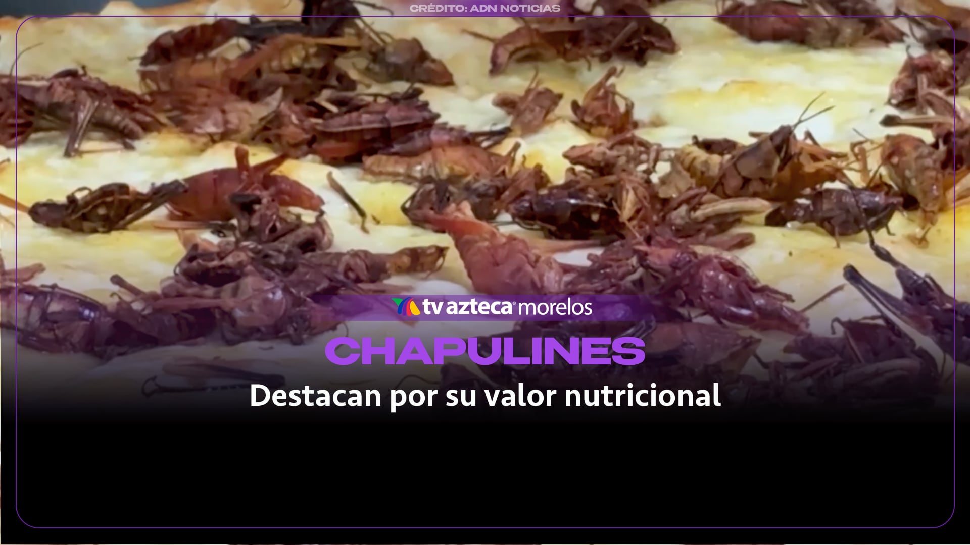 ¿Sabías que los chapulines tienen un alto nivel de nutrientes?