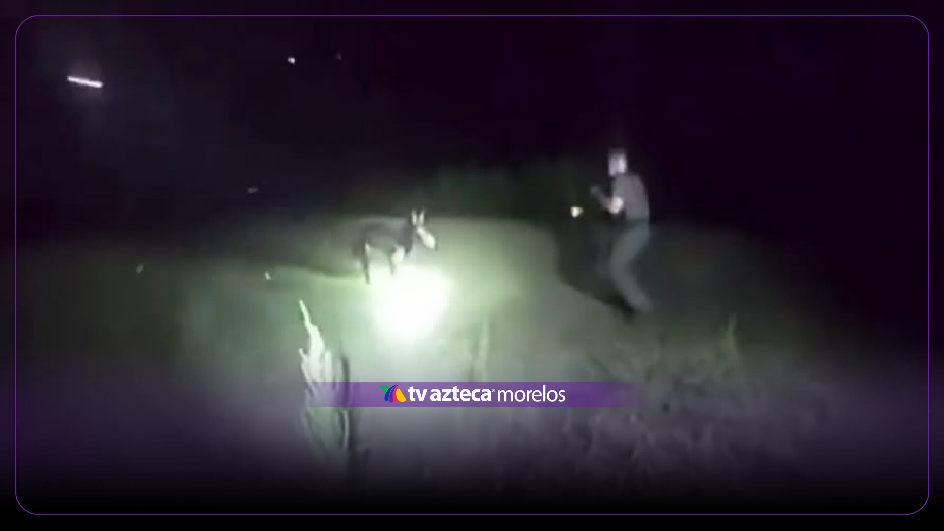 IMÁGENES SENSIBLES | Difunden video de policía que mata a burro miniatura; aseguró que el animal lo había atacado