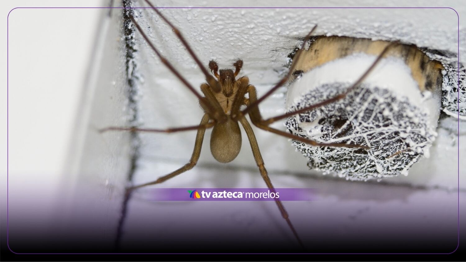Morelos, entre los estados con más mordeduras de araña violinista: estas son las zonas de riesgo