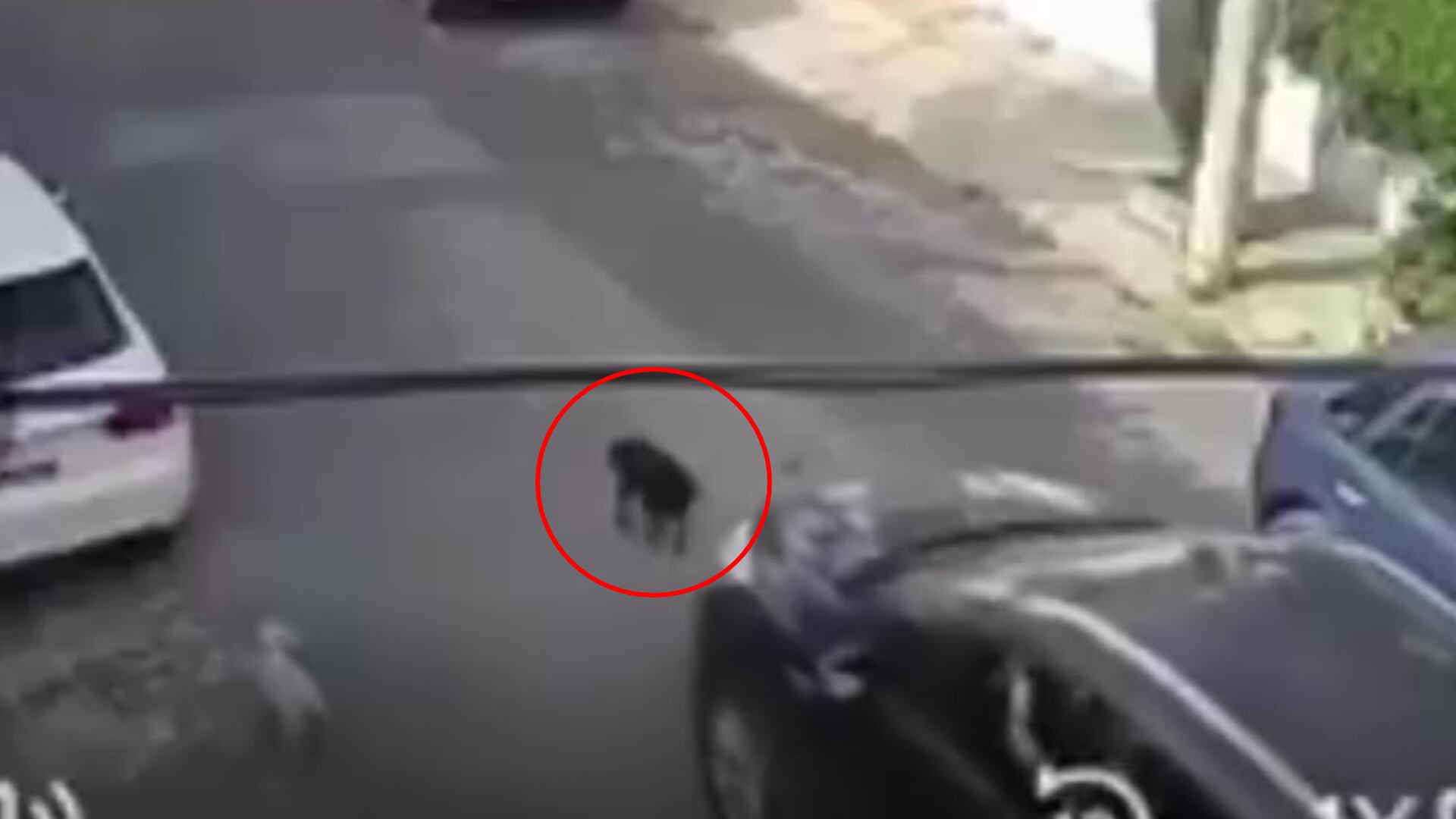 VIDEO FUERTE | Buscan a conductor que atropelló a un perro y escapó en Cuautitlán Izcalli 