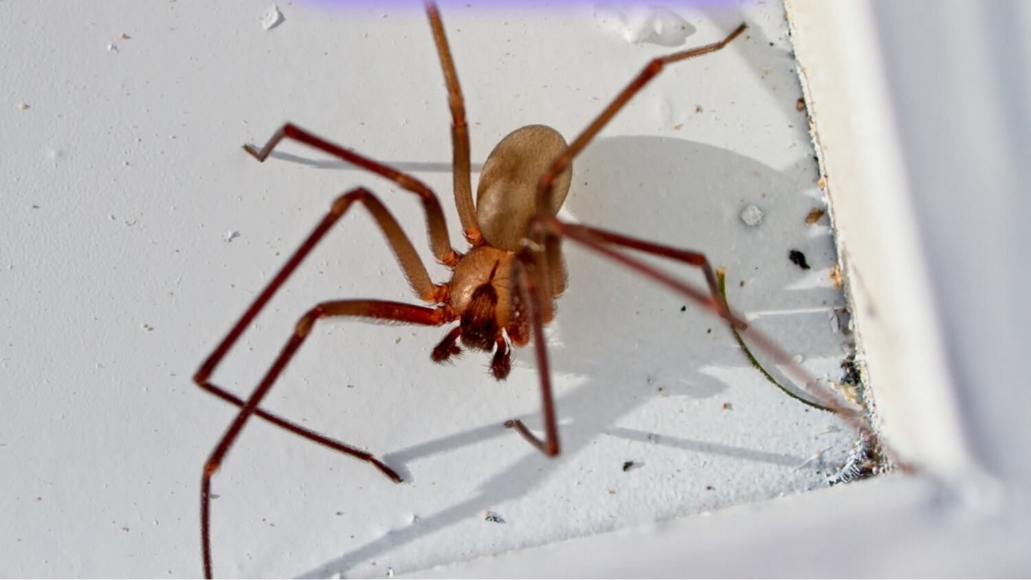 ¿Qué hacer en caso de una mordedura de una araña violinista?
