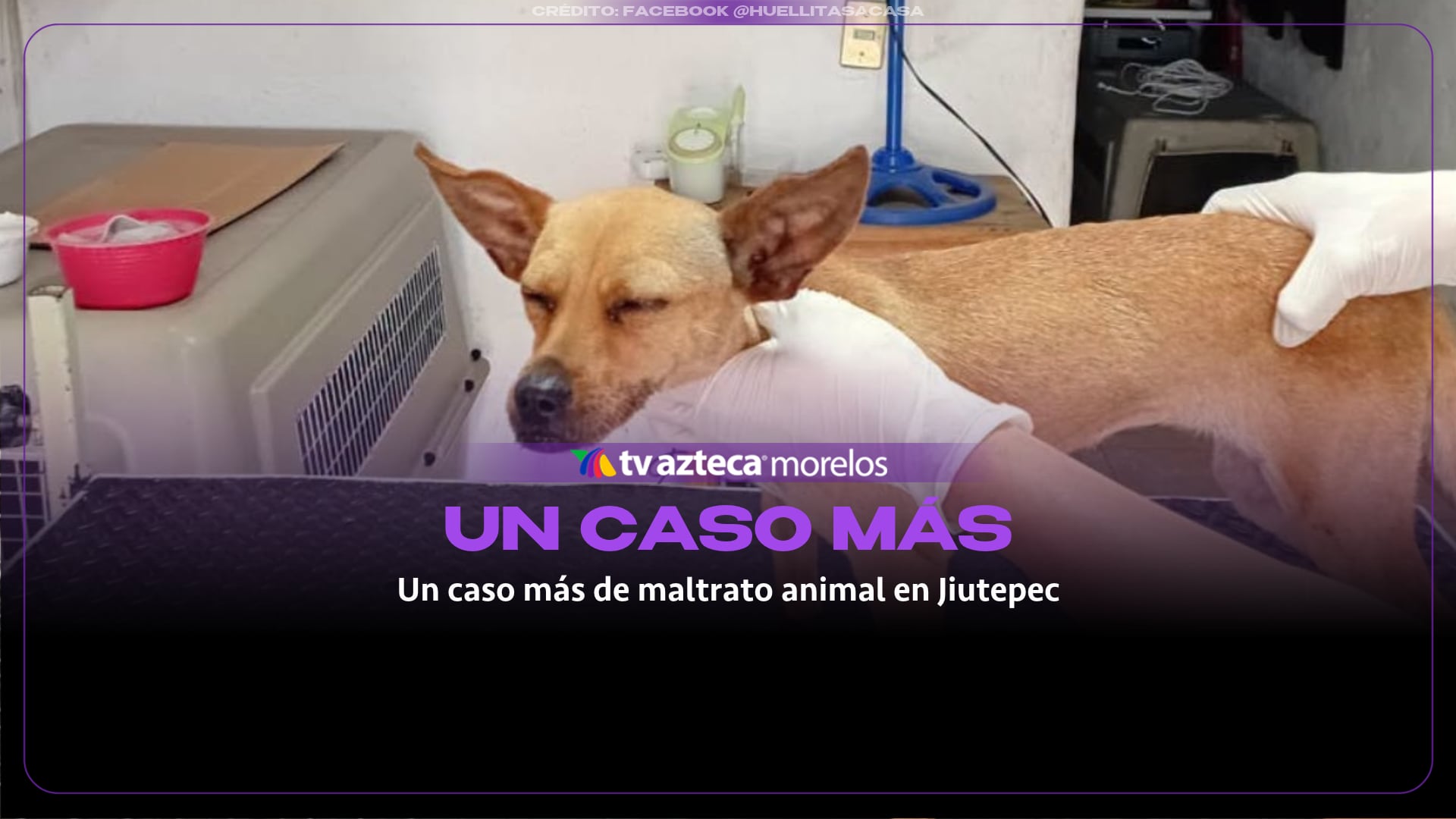 VIDEO: Un caso más de maltrato animal en Jiutepec