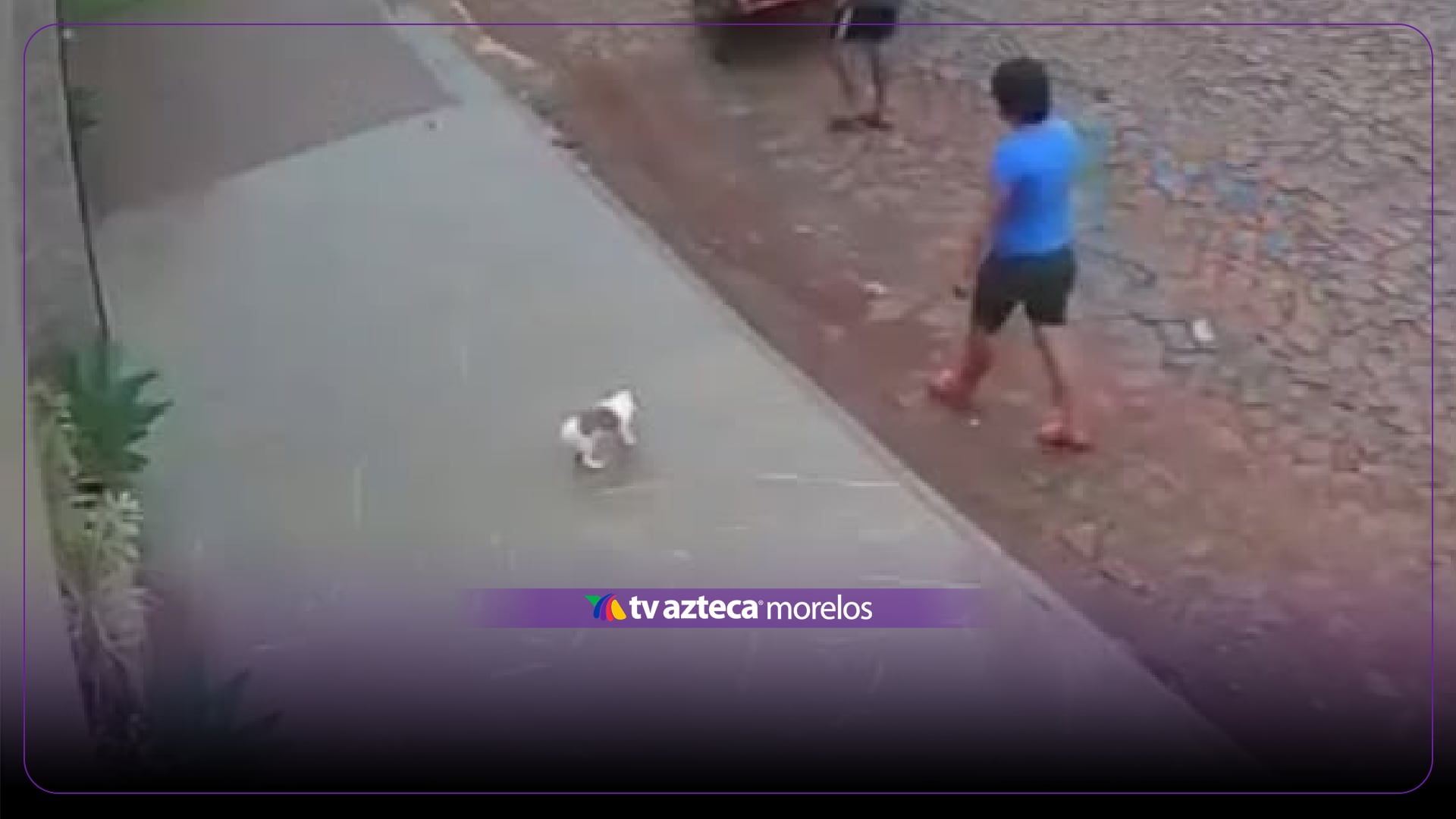 VIDEO | Cámara de vigilancia capta el robo de un perrito; su familia pide ayuda